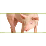 Zakłady Mięsne Babice