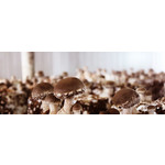 Shiitake Michalski Sp. z o.o.