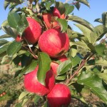 Szkółka Drzewek Owocowych DANIEL Joanna Babka