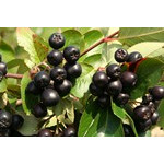 KorabGarden Sp. z o.o.