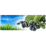 Specjalistyczne Gospodarstwo Sadownicze Braci Szaniawskich