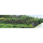 Gospodarstwo Szkółkarskie Próchniak