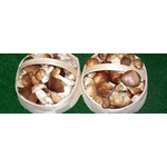 P.H.U. GOLPOL ZBIGNIEW GOLCZAK