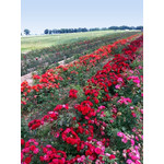 Szkółka Drzew, Krzewów Owocowych i Róż ROBERT WIECZOREK