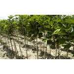 Gospodarstwo Rolne Szkółka Drzewek Owocowych Ewa i Krzysztof Wawrzonek