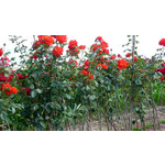 Kwalifikowana Szkółka Drzewek Owocowych Piotr Typer