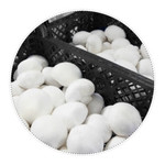 Mushroom Polska Sp. z o.o.