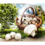 Grupa Producentów Pieczarek Grzybowy Raj Sp. z o.o.