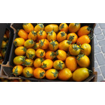 Gospodarstwo Rolno-Ogrodnicze Michał Milczarski