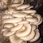 Pol-boczniak Sp. z o.o.