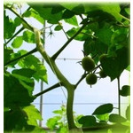 Grupa Producentów Owoców i Warzyw Botoma Sp. z o.o.