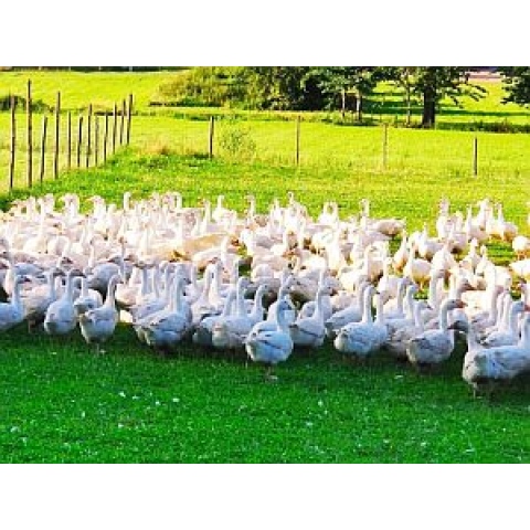 GRStaśkiewicz hodowla gęsi i kaczek